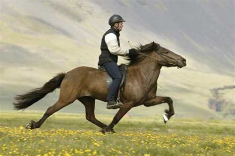 Does Horse Riding Help Lose Weight?