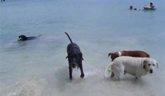 Does Key West Have Dog Friendly Beaches?