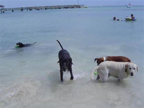 Does Key West have dog friendly beaches?