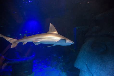 Does Orlando aquarium have sharks?