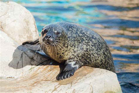 Does SEA LIFE aquarium have seals?