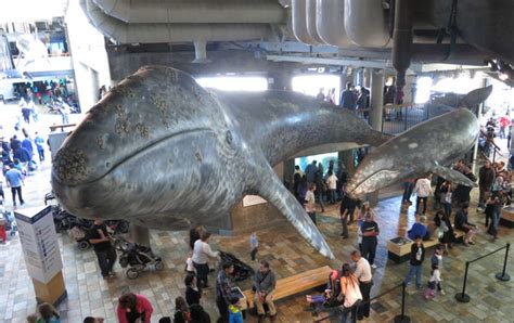 Does the Florida aquarium have a whale?