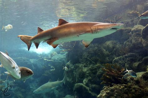 Does The Florida Aquarium have sharks?
