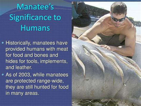 Has a manatee ever attacked a human?