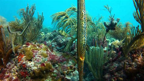 How deep is the Emerald reef in Miami?