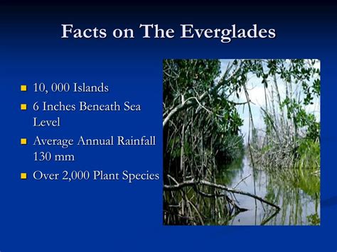 How Deep Is The Water At The Everglades?