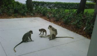 How Did The Monkeys Get In Dania Beach?