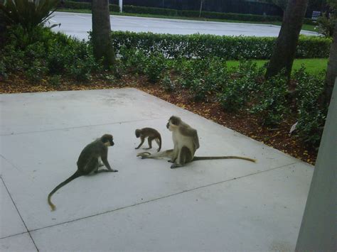 How did the monkeys get in Dania Beach?