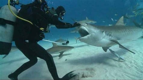 How Do Scuba Divers Avoid Sharks?