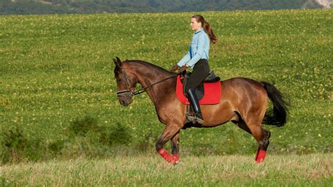 How Far Can A Horse Be Ridden In One Day? – Road Topic