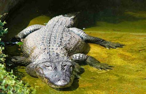 How many alligators are in the Everglades?