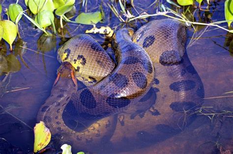 How many anacondas are in the Everglades?