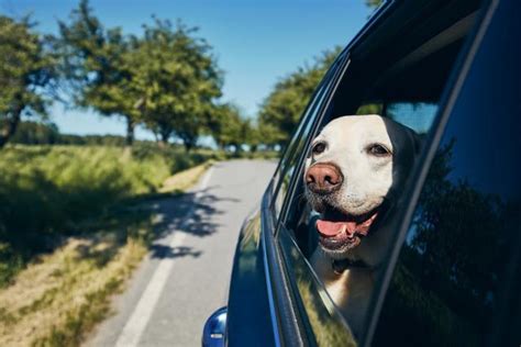 How many dogs can you have in Miami?