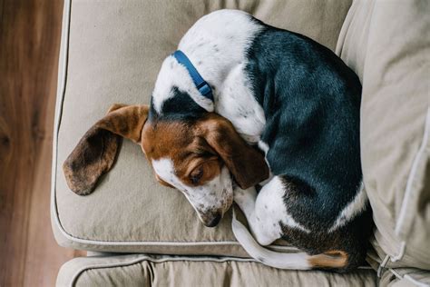 How many hours a day do dogs spend alone?