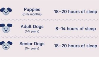 How Many Hours Should A Dog Spend Alone?