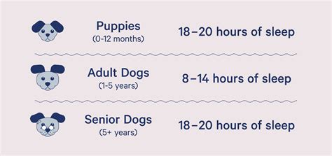 How Many Hours Should A Dog Spend Alone?