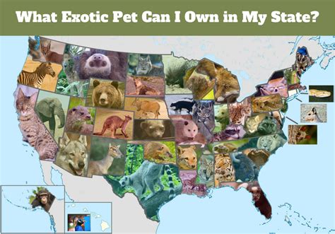 How many pets can you legally own in Florida?