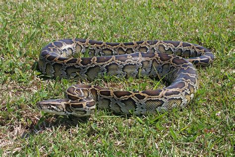 How many pythons are in the Everglades?