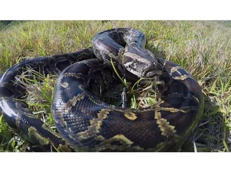 How much do you get paid for catching pythons in Florida?