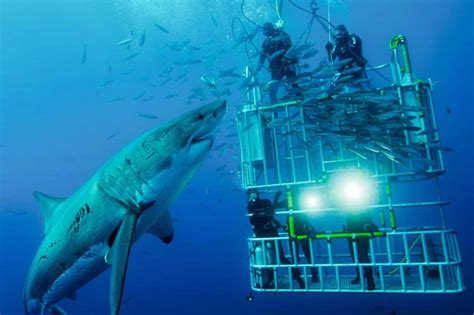 How Much Does It Cost To Free Dive With Sharks?