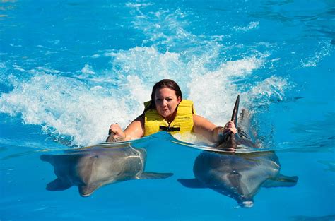 How Much Does It Cost To Swim With Dolphins In Clearwater? – Road Topic