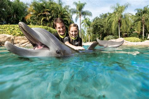 How Much Does It Cost To Swim With Dolphins In Discovery Cove?