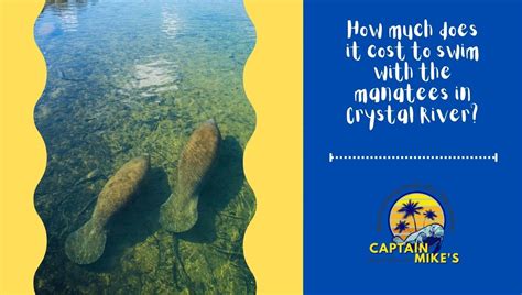 How Much Does It Cost To Swim With The Manatees In Crystal River?