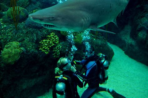 How much does it cost to swim with the sharks at Florida aquarium?