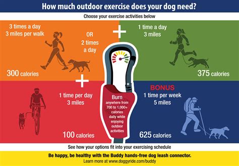 How much exercise does a dog need?