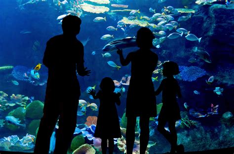 How Much Time Needed At Two Oceans Aquarium?