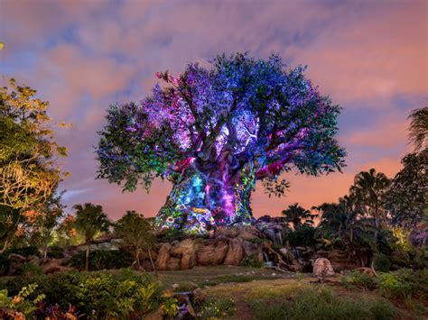 Is Animal Kingdom worth it at night?