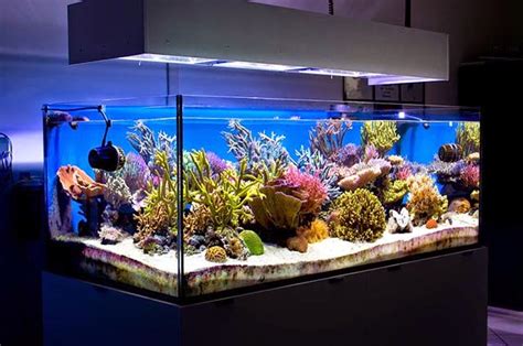 Is Aquarium Hobby Expensive?