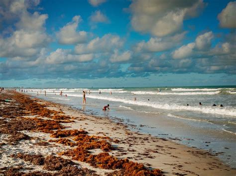 Is Cocoa Beach Full Of Seaweed?