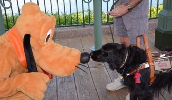 Is Epcot Dog Friendly?