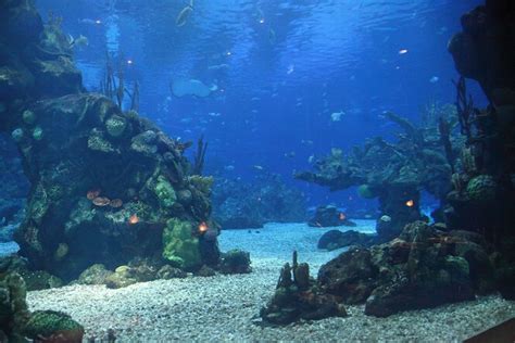 Is EPCOT the biggest aquarium?