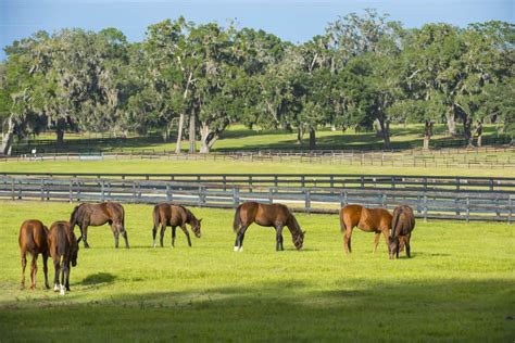 Is Florida A Good Place For Horses?