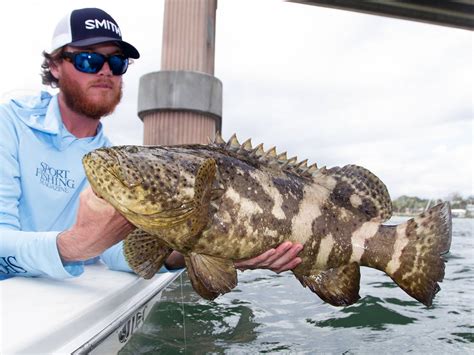 Is grouper in season in Florida now?