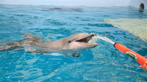 Is Hope the dolphin still at Clearwater aquarium?