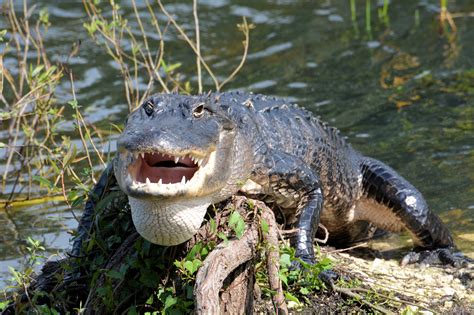 Is It Common To See Alligators In The Everglades?