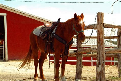 Is It Hard To Ride A Horse For The First Time?