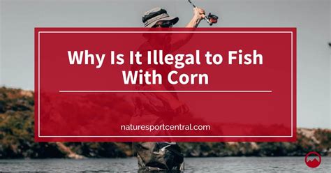 Is it illegal to fish with corn in Florida?