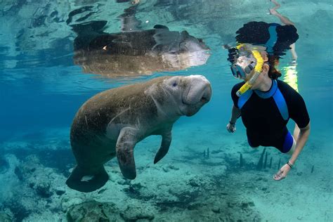 Is it illegal to swim with manatees in Florida?