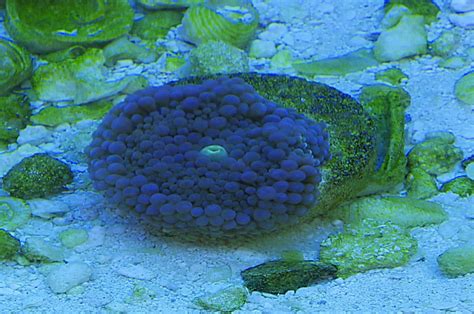 Is It Illegal To Take Coral From The Beach In Florida?