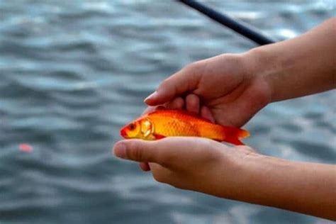 Is it illegal to use goldfish as bait in Florida?