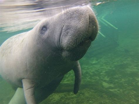 Is it rare to see a manatee in Florida?