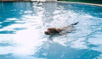 Is It Safe For Dogs To Swim In Florida?