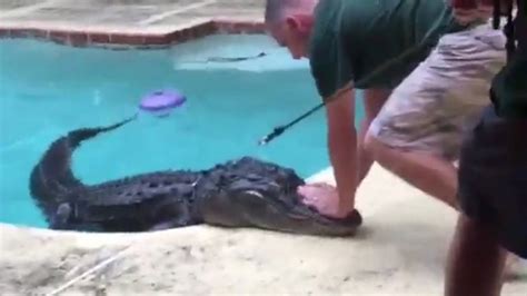 Is It Safe To Swim In Florida Alligators?