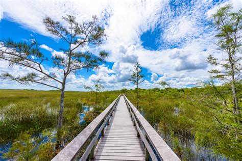 Is It Safe To Walk Through The Everglades?