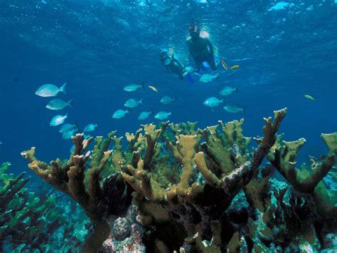 Is Key Biscayne good for snorkeling?