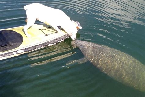 Is Manatee Island dog friendly?